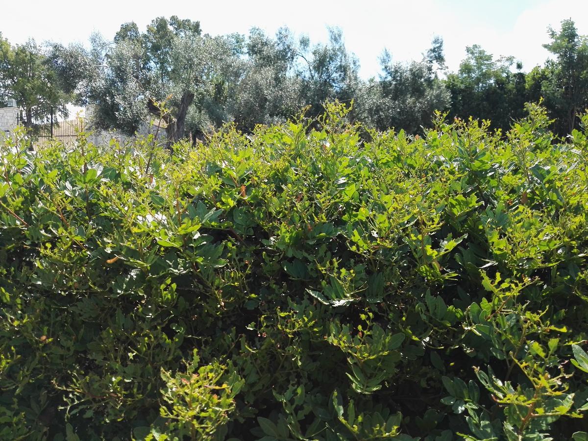Casale Farnesiana B&B Tarquinia Εξωτερικό φωτογραφία